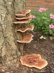 Ganoderma