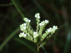 Mitreola