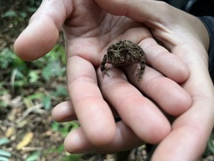 Sclerophrys tuberosa