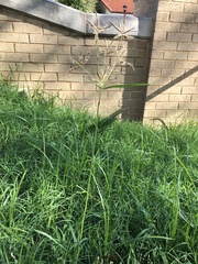 Cyperus rotundus