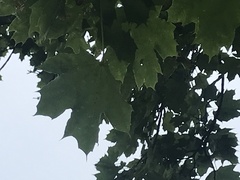Acer platanoides