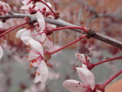 Prunus cistena
