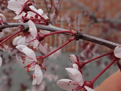 Prunus cistena