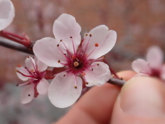 Prunus cistena