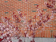 Prunus cistena