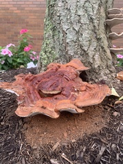 Ganoderma