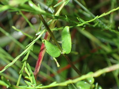 Mitreola