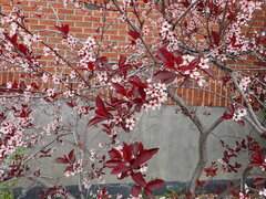 Prunus cistena