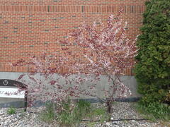 Prunus cistena