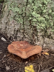 Ganoderma