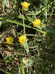 Bradburia pilosa