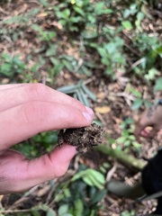 Sclerophrys tuberosa