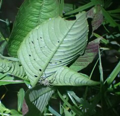 Lycosidae