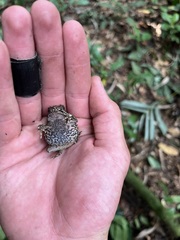 Sclerophrys tuberosa