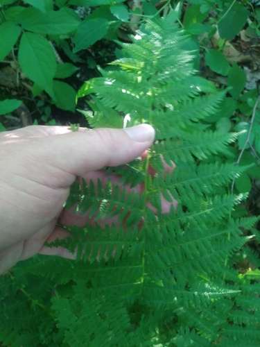 Athyrium angustum (Athyrium angustum)