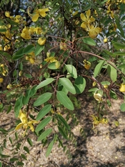 Cassia abbreviata