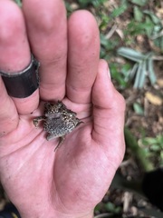 Sclerophrys tuberosa