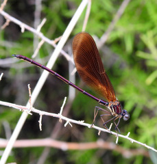 Calopteryx haemorrhoidalis