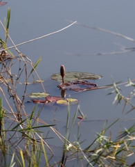 Nymphaea lotus