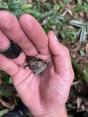 Sclerophrys tuberosa