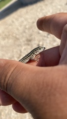Aspidoscelis sexlineatus