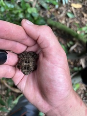 Sclerophrys tuberosa