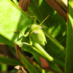 Anacridium aegyptium