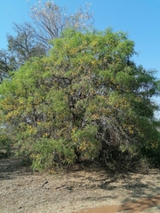 Cassia abbreviata