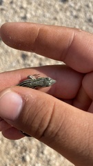 Aspidoscelis sexlineatus