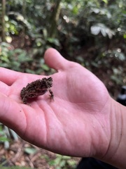 Sclerophrys tuberosa