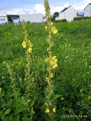 Verbascum phlomoides
