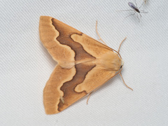 Sabulodes edwardsata