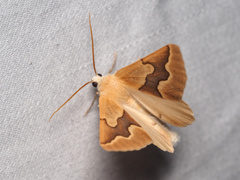 Sabulodes edwardsata