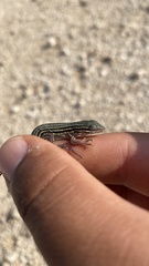 Aspidoscelis sexlineatus