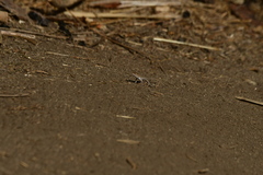 Uta stansburiana elegans