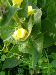 Verbascum phlomoides