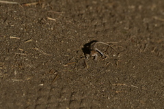 Uta stansburiana elegans
