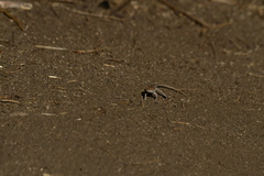 Uta stansburiana elegans