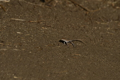 Uta stansburiana elegans