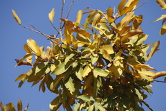 Diospyros