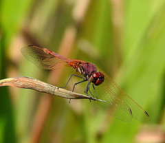 Trithemis annulata