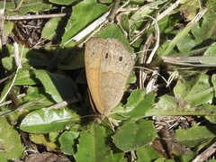 Pharneuptychia phares