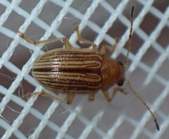 Eumolpinae