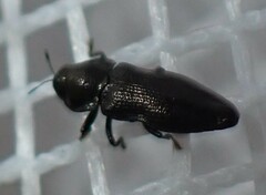 Aphanisticus cochinchinae