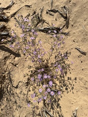 Dieteria canescens