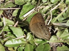 Pharneuptychia phares