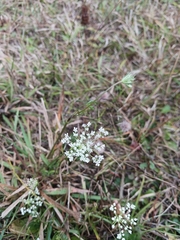 Apiales