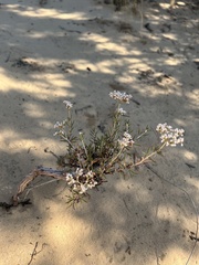 Eriogonum microtheca