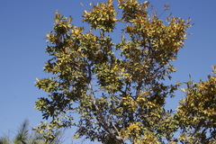 Diospyros