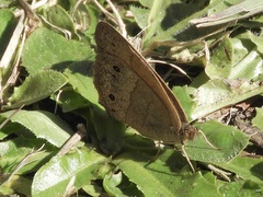 Pharneuptychia phares